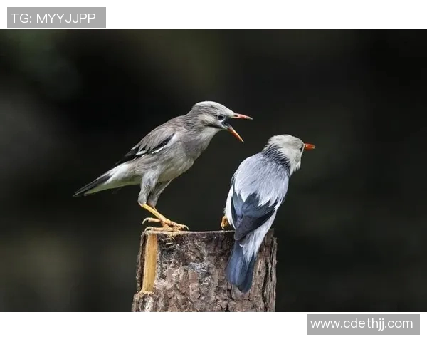 大阪钢吧与鸟类的奇妙对话探索自然与城市的和谐共生 大阪钢吧与鸟类的奇妙对话探索自然与城市的和谐共生